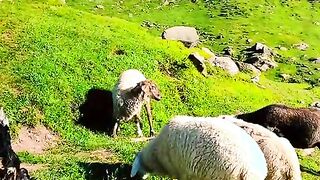 status,status video,status song,status whatsap,beast song,good song,video,natural