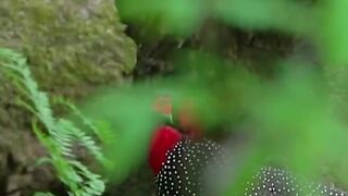 status,status video,status song,status whatsap,beast song,good song,video,natural
