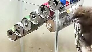 Rat trap