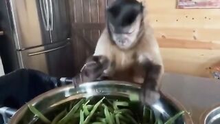 poppy monkey