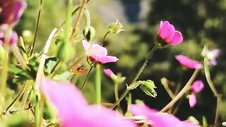 status,status video,status song,status whatsap,beast song,good song,video,natural