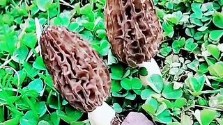 status,status video,status song,status whatsap,beast song,good song,video,natural