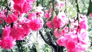 status,status video,status song,status whatsap,beast song,good song,video,natural