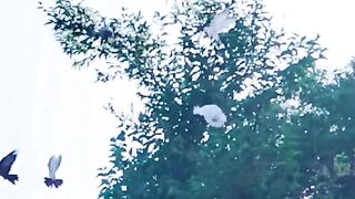 status,status video,status song,status whatsap,beast song,good song,video,natural