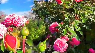status,status video,status song,status whatsap,beast song,good song,video,natural