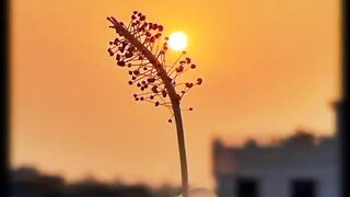 Beautiful recitation of holy Quran with Urdu translation