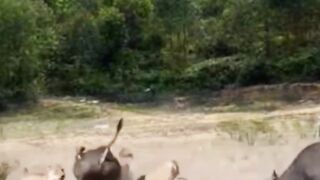 Fight between Fafalow and lion