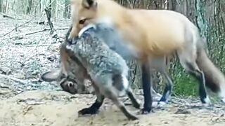 Jackal family