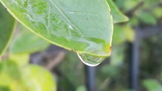 The Drop