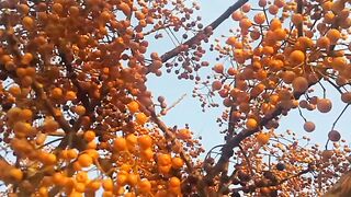 brightness