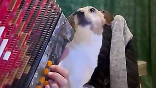 Enjoy how the dog sings along to the melody.