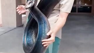 You Have To See This Gorgeous Rainbow Snake!