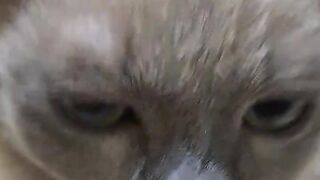 Cipi cipi cat