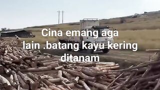 Orang cina sungguh luar biasa