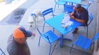 What did the dog do?