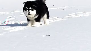 Dogs???????? 2