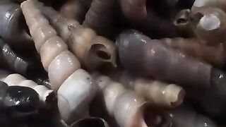 Sea food 2