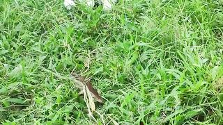 mothers hen  her babys for morning walk - cute chicks playing 2