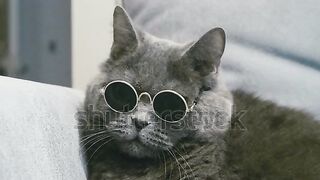Cat in sunglasses. Cat in glasses. Close-up of cat face with sunglasses. Cat takes off sunglasses. British Cat.