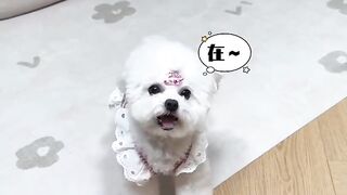 Cute puppy dog????????