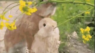 Rebbot enjoy in my fields cuite rebbot ????????