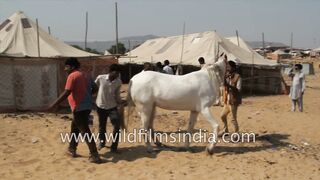 Stallion breeding: Prancing horse has a procreative rendezvous in Rajasthan: Viewer discretion