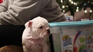 "Puppy Joy: Adorable Moments Captured"