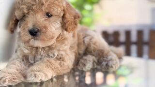 "Puppy Adventures: Playtime, Cuddles, and Lots of Love"