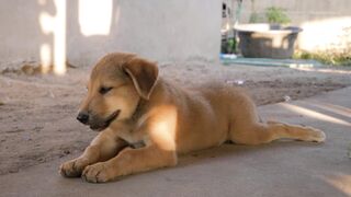 "Playful Puppies in Action: Watch Their Fun Moments!"