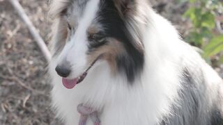 "Puppies’ First Steps: Unforgettable Moments"