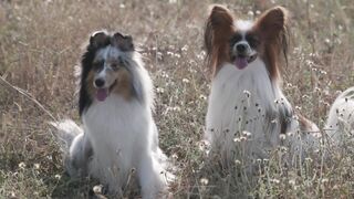 "Puppies in Action: Heartwarming and Fun Moments"
