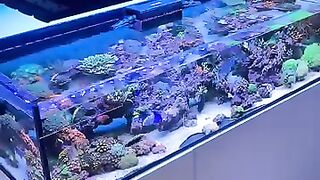 Aquarium 7