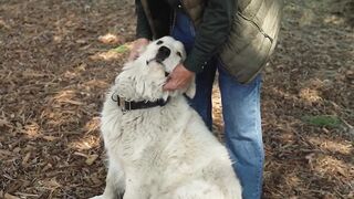 "Puppy Shenanigans: Wholesome Fun with These Little Pups"