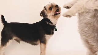 "Tiny Paws, Big Hearts: Adorable Puppy Antics"