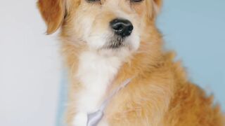 "Puppy Palooza: Non-Stop Cuteness and Fun"