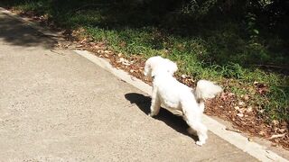 "Fluffy Friends Forever: Meet the Cutest Puppies"