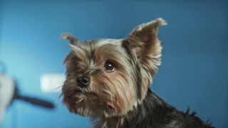 "Wagging Tails and Puppy Tales: A Bundle of Joy"