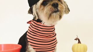 "Puppy Wonderland: A Magical Journey into Puppy Fun"