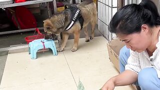 Doog good work