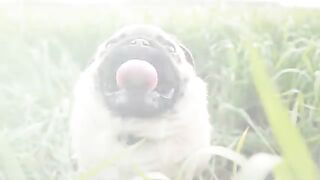 Meet the Most Amazing Dog That Ever Lived