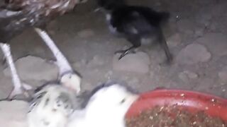 Cute desi chicks home bread