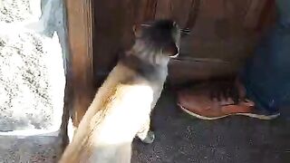 They say that cats and dogs don't get along, but that's not the case with these playful little animal. #dog #cat #pets.