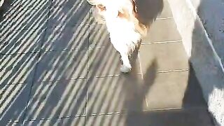 The beautiful Rex on the balcony on a sunny afternoon. #dog #beautiful #cute #animal #pet.