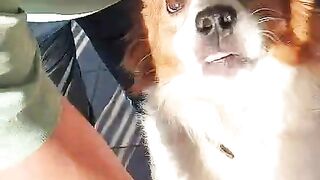 The playful Rex dog on the chair. #dog #pet #cute #beautiful #playful.