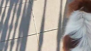 See Rex in his favorite place: the balcony. #dog #rex #balcony #pet #cute #animals