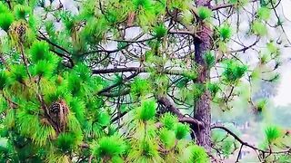 status,status video,status song,status whatsap,beast song,good song,video,natural