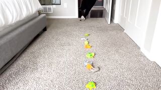 If cleaning was a timed sport 4