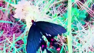 status,status video,status song,status whatsap,beast song,good song,video,natural