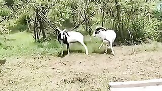 ایسی لڑائی کبھی نہیں دیکھی ہوگی