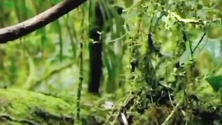 Dancer_bird_#video_#tiktok_#viral_#trending_#trend_#fypシ_#birds_#bird_#art_#shorts_#short(480p).